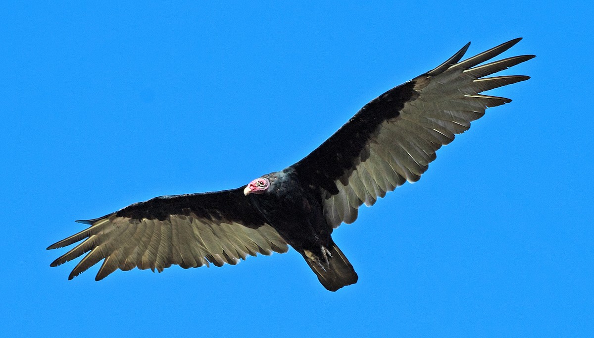 Turkey Vulture - ML606344171