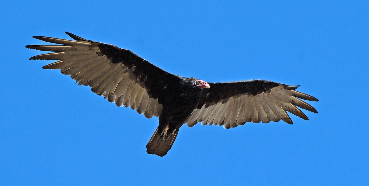 Turkey Vulture - ML606344191