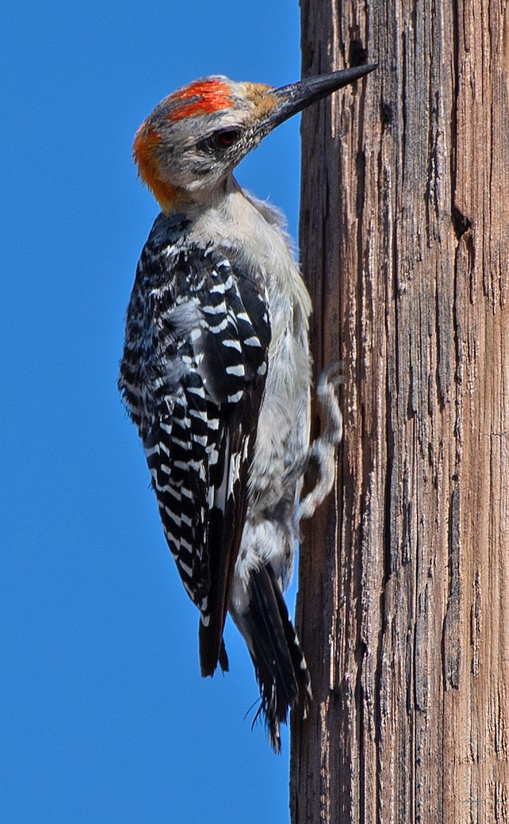 Golden-fronted Woodpecker - ML606344241