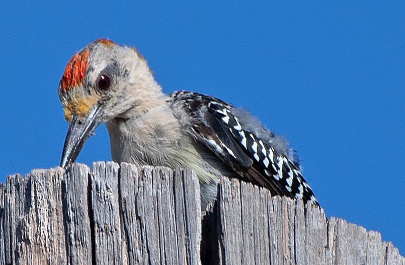 Golden-fronted Woodpecker - ML606344251