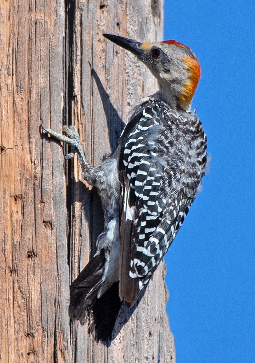 Golden-fronted Woodpecker - ML606344261