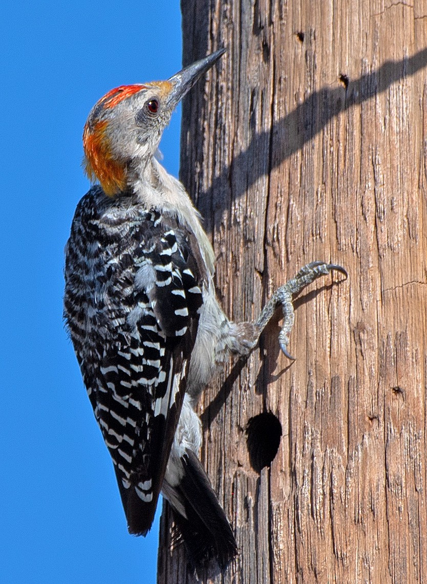 Golden-fronted Woodpecker - ML606344271