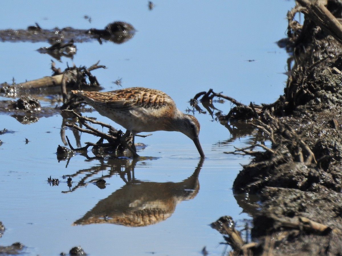 Short-billed Dowitcher - Dave McLain