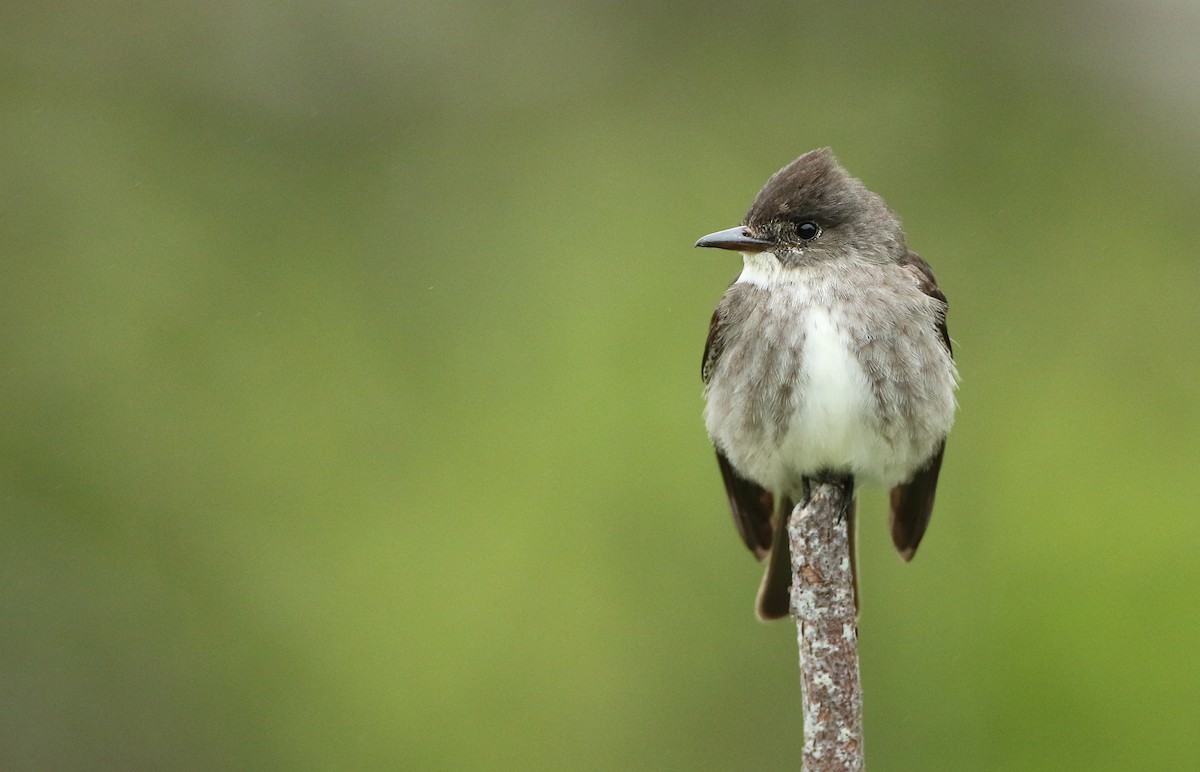 Olive-sided Flycatcher - ML60634461