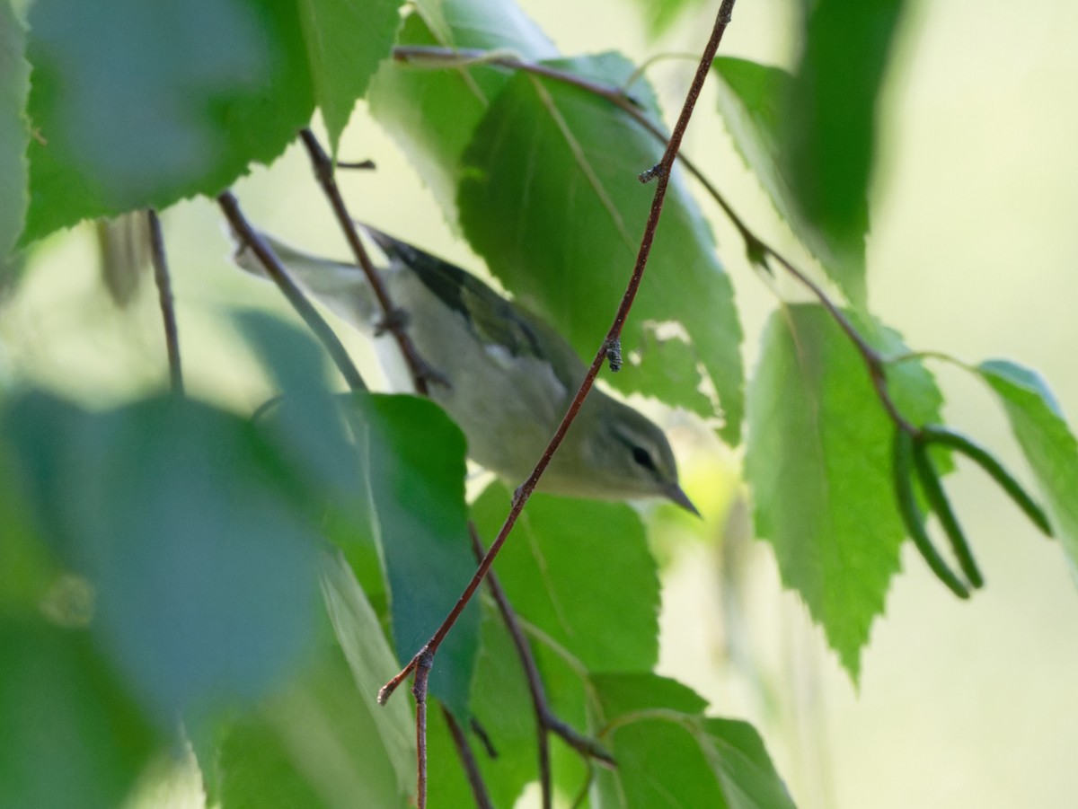 Tennessee Warbler - ML606344621