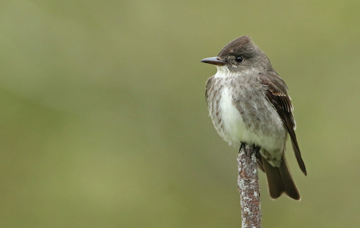 Olive-sided Flycatcher - ML60634471