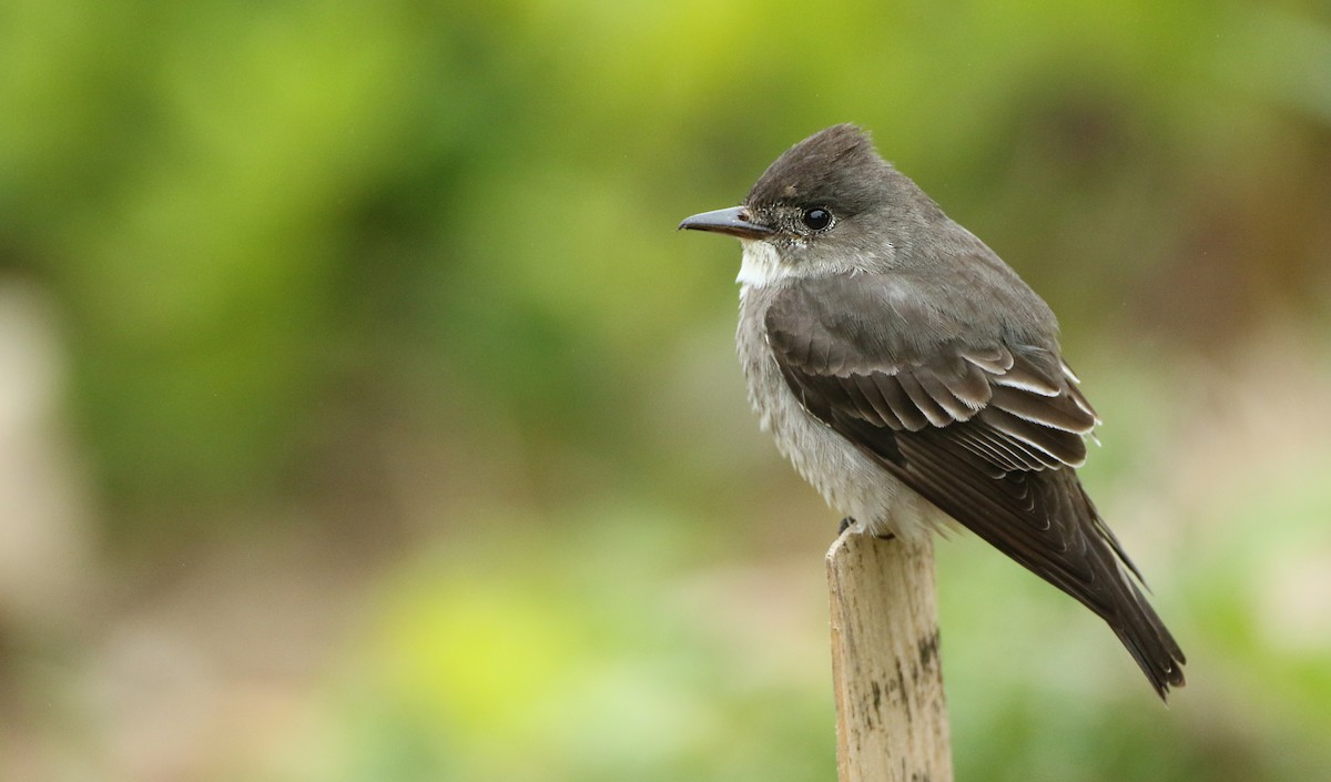 Olive-sided Flycatcher - ML60634481