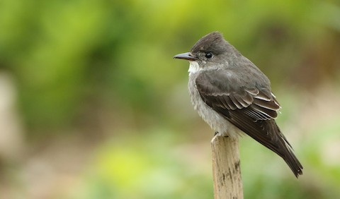 ML60634481 - Olive-sided Flycatcher - Macaulay Library