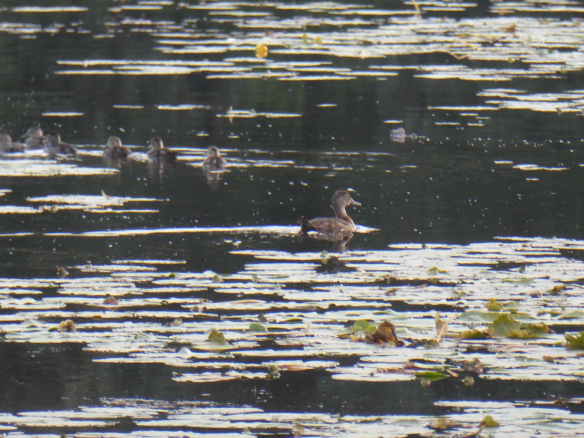 Ring-necked Duck - ML606344861