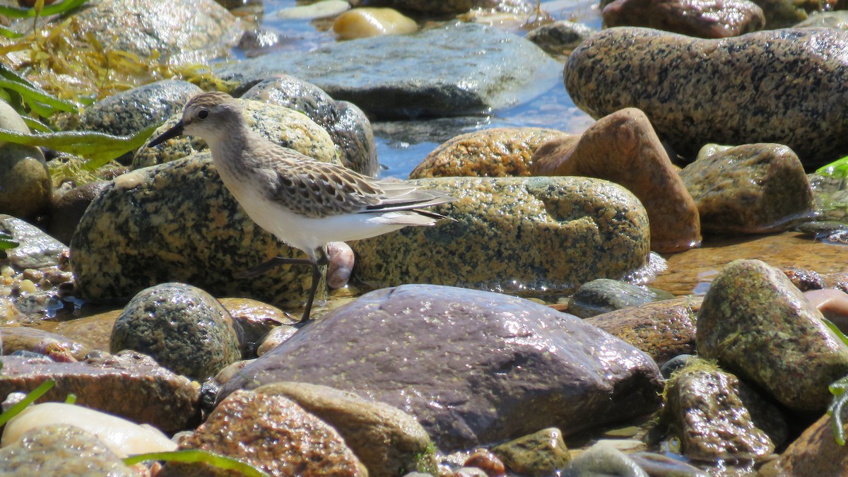 Semipalmated Sandpiper - ML606345161