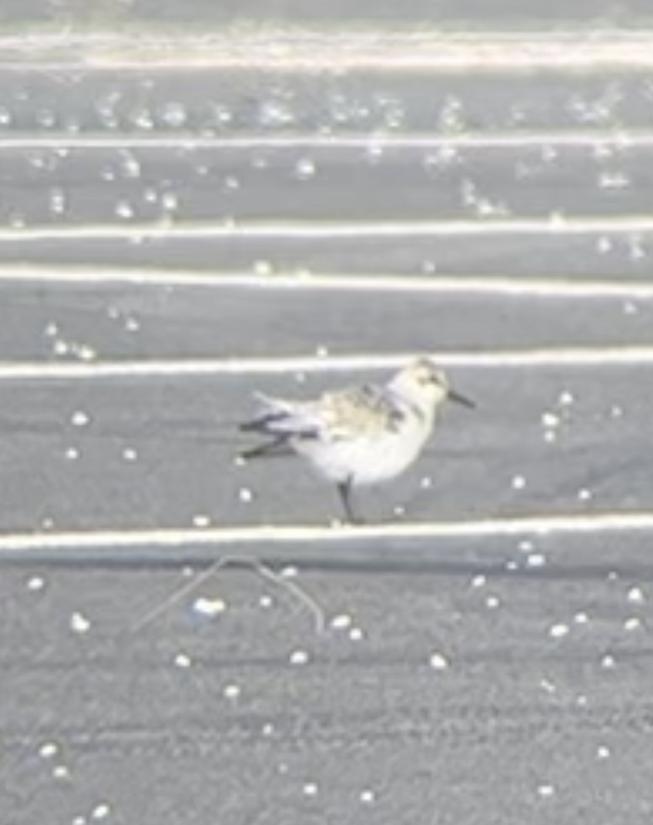 Sanderling - Sophie Barno