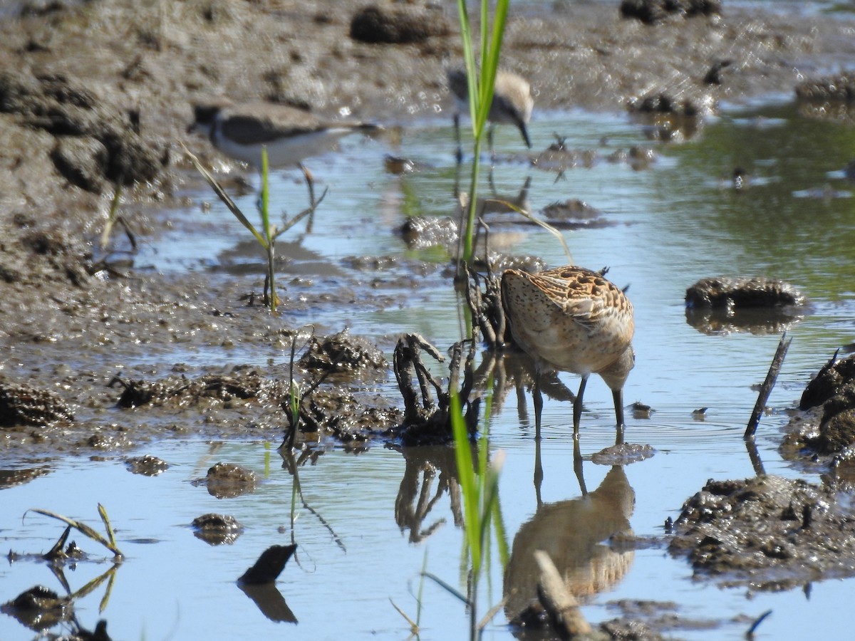 Short-billed Dowitcher - ML606345731