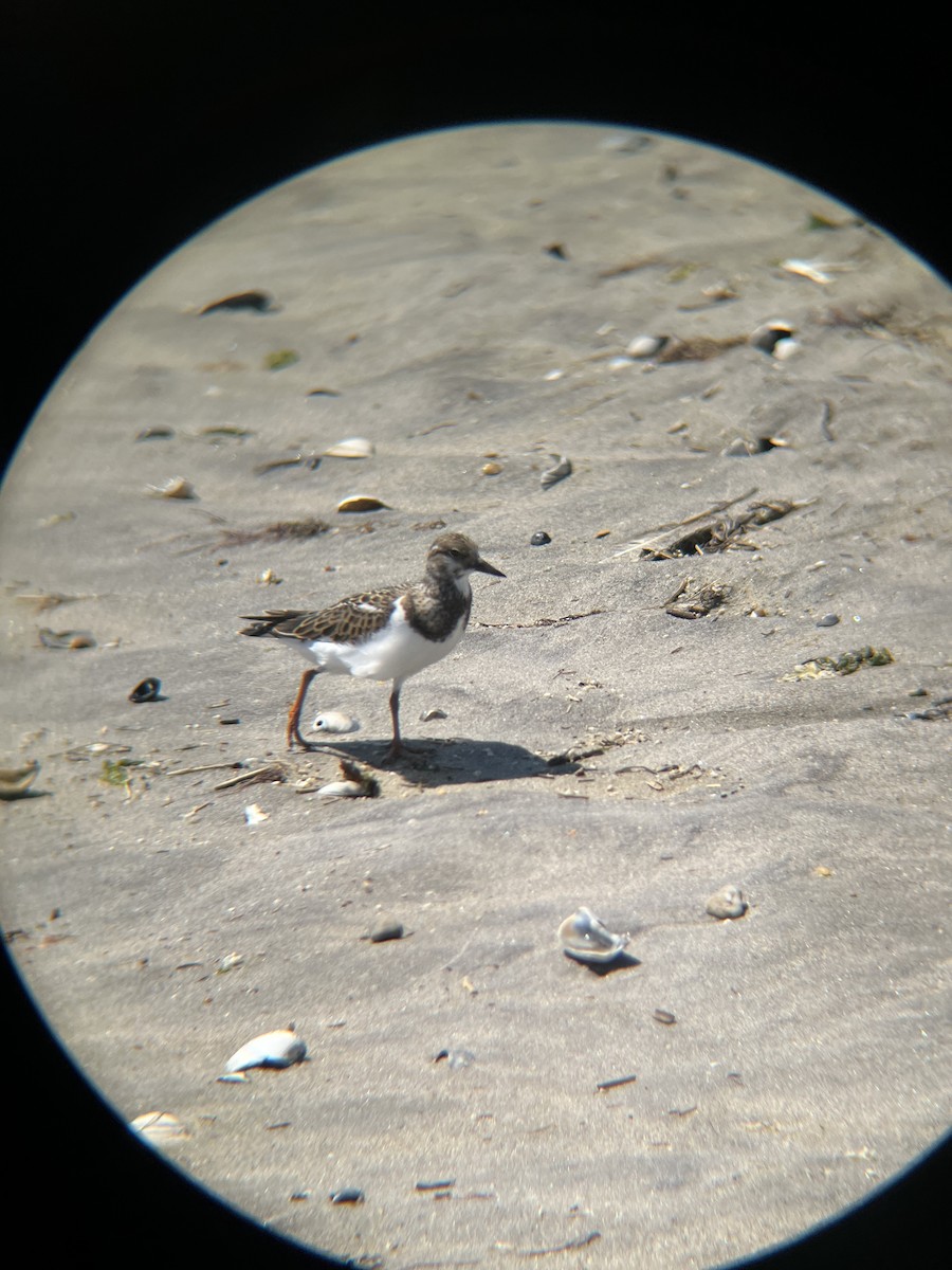 Ruddy Turnstone - ML606345791