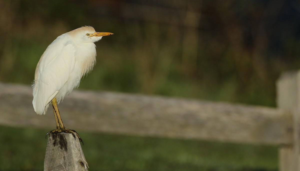 Western Cattle Egret - Luke Seitz