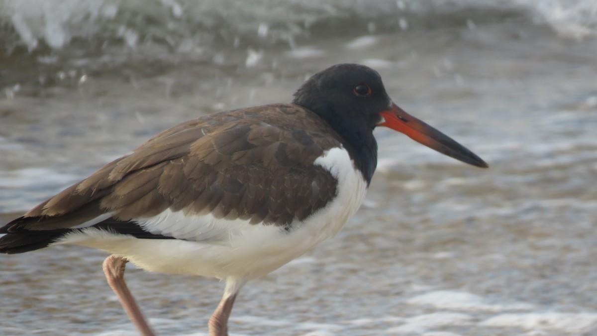 American Oystercatcher - ML606347511