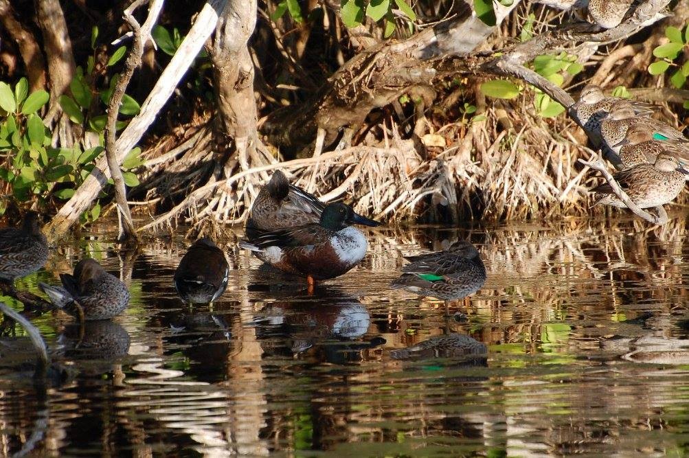 Northern Shoveler - ML606348301