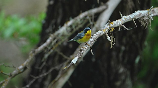 Tropikal Parula - ML606348801