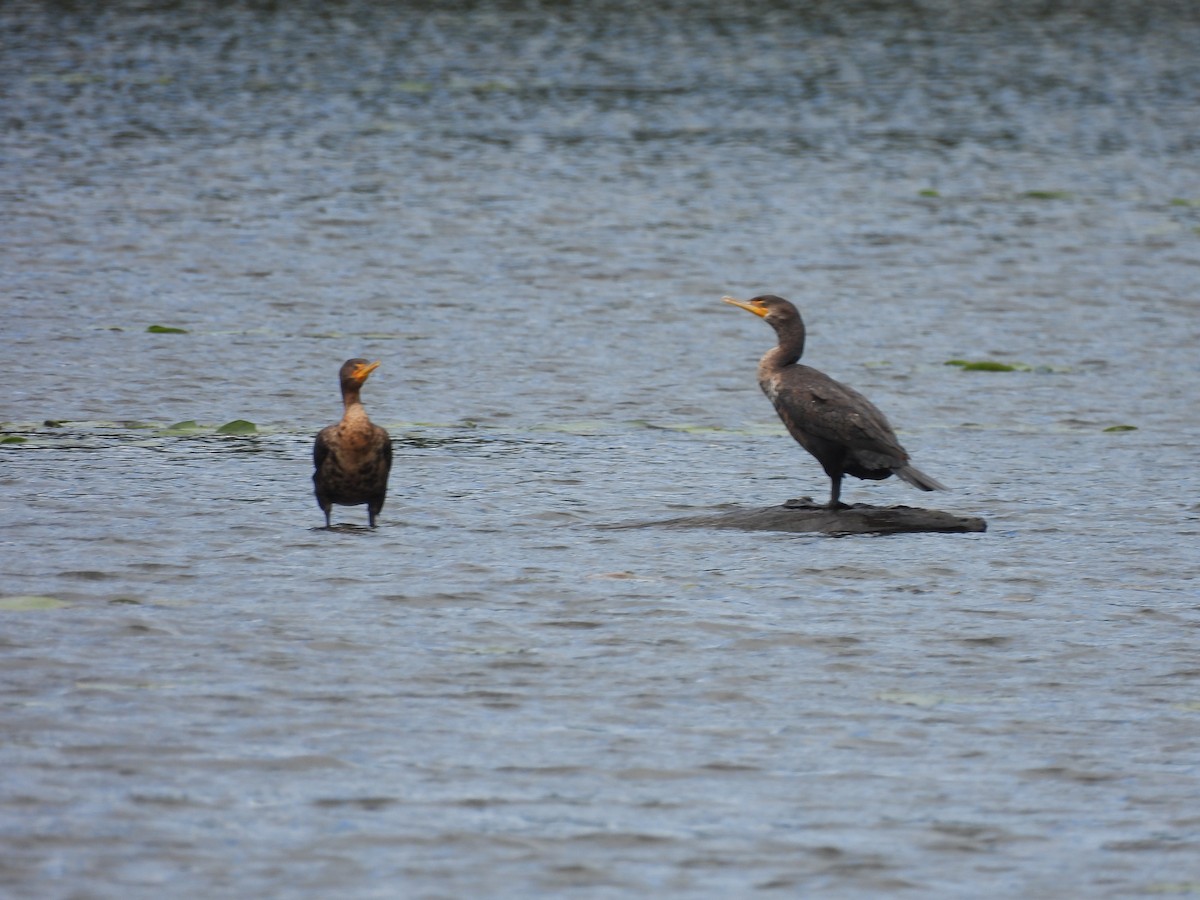 Cormoran à aigrettes - ML606349091