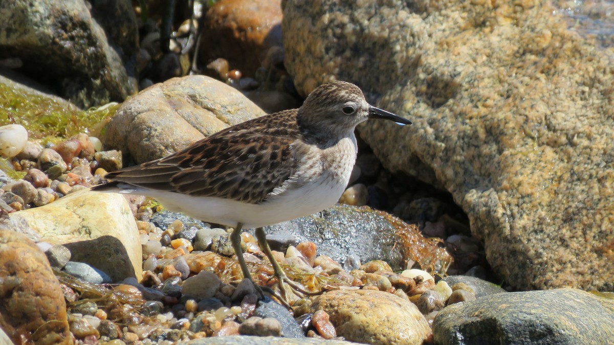 Least Sandpiper - ML606349291