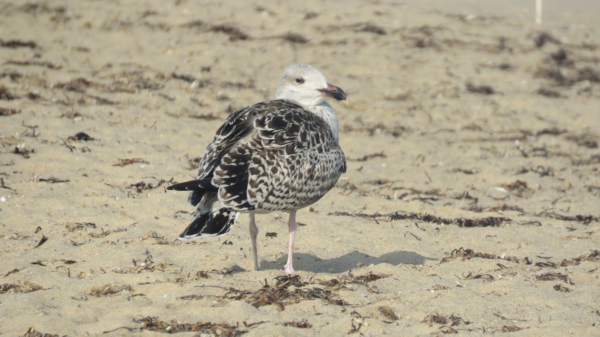 Great Black-backed Gull - ML606349441