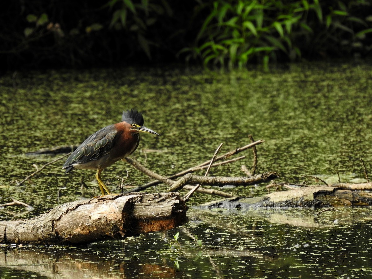 Green Heron - ML606350601