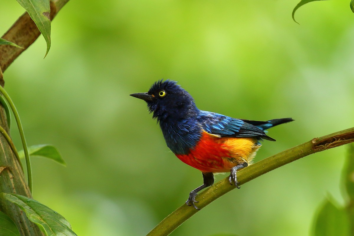 Scarlet-breasted Dacnis - ML606352121