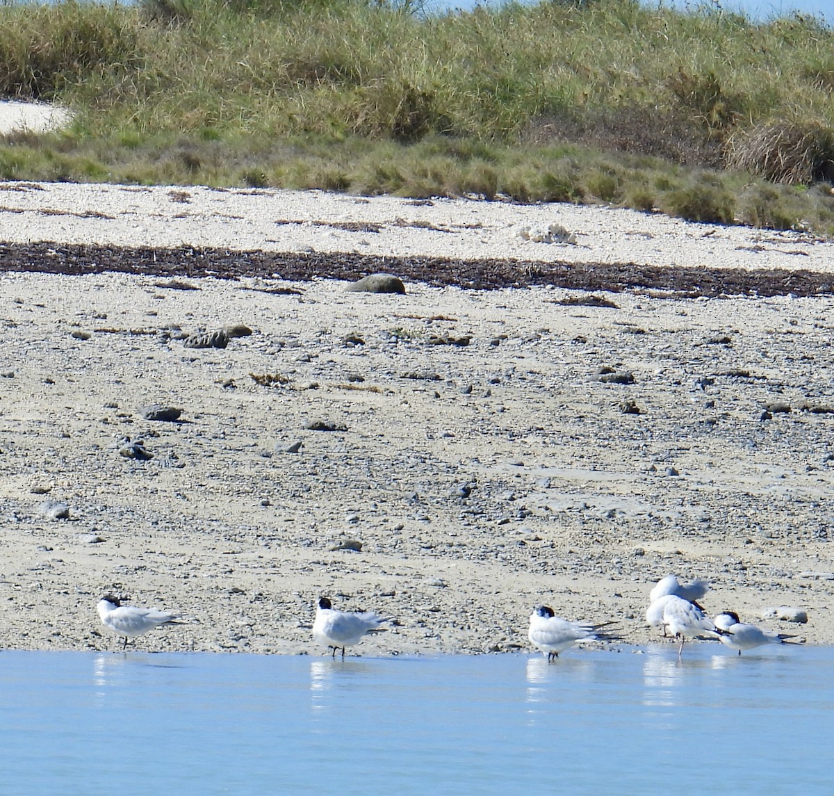 Gull-billed/Australian Tern - Barbara Jablonski