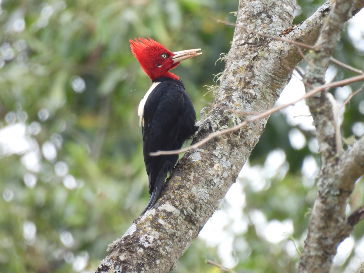 Cream-backed Woodpecker - Francisco Edgardo Pereyra