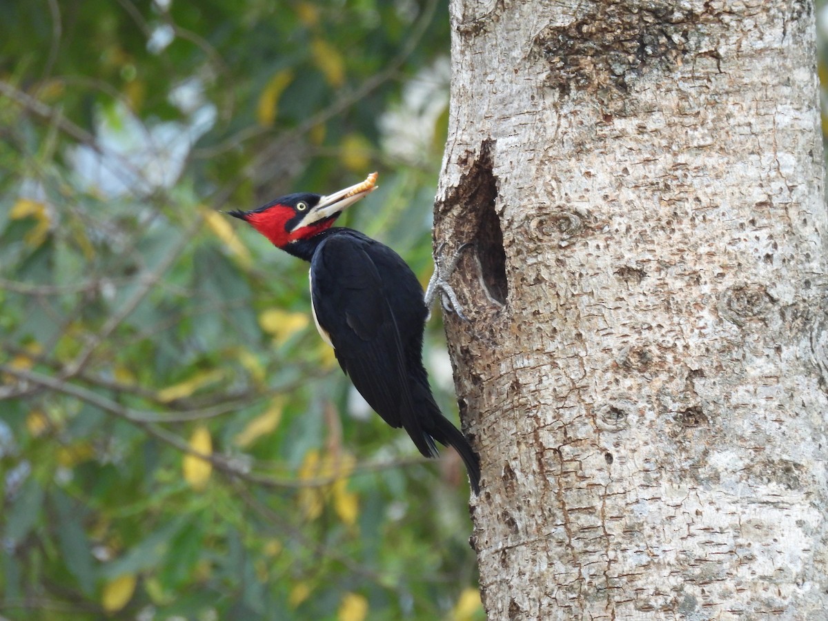 Cream-backed Woodpecker - Francisco Edgardo Pereyra