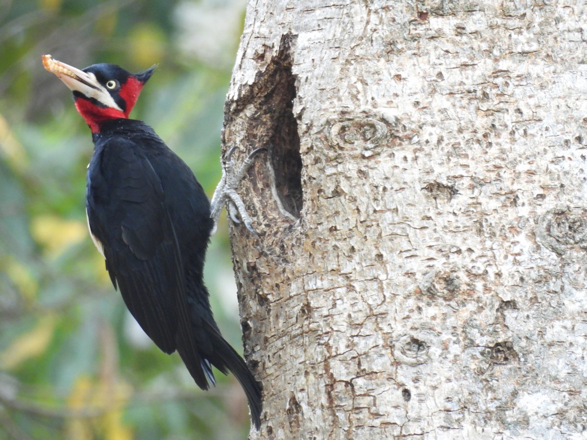 Cream-backed Woodpecker - ML606352931