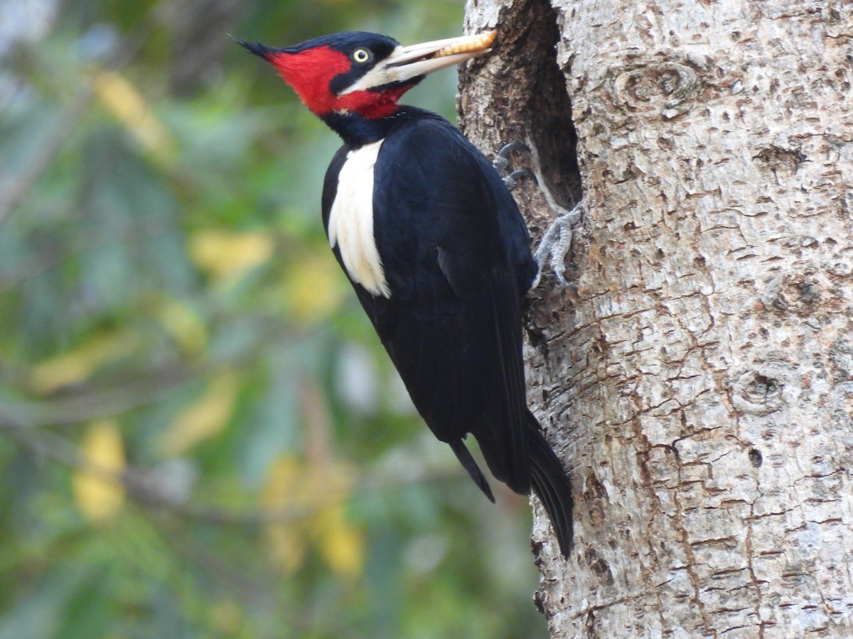 Cream-backed Woodpecker - ML606352941