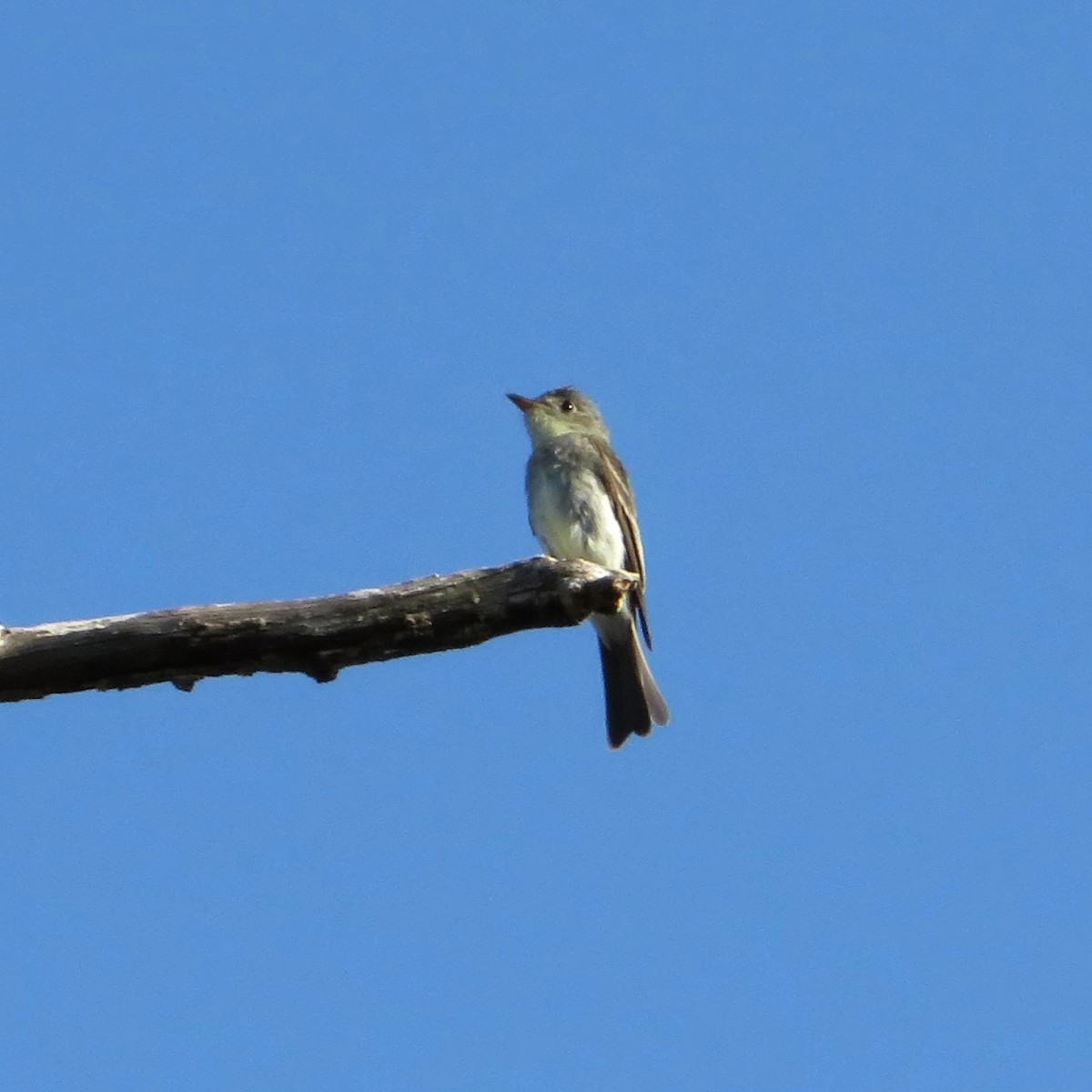 Eastern Wood-Pewee - ML606353011