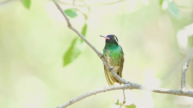 Colibri à oreilles blanches - ML606353191