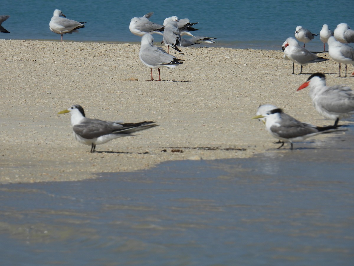 Great Crested Tern - ML606353301