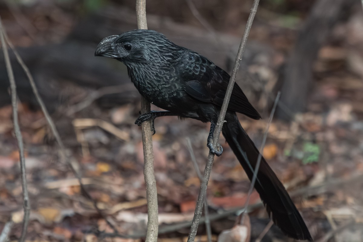 Groove-billed Ani - ML606353311