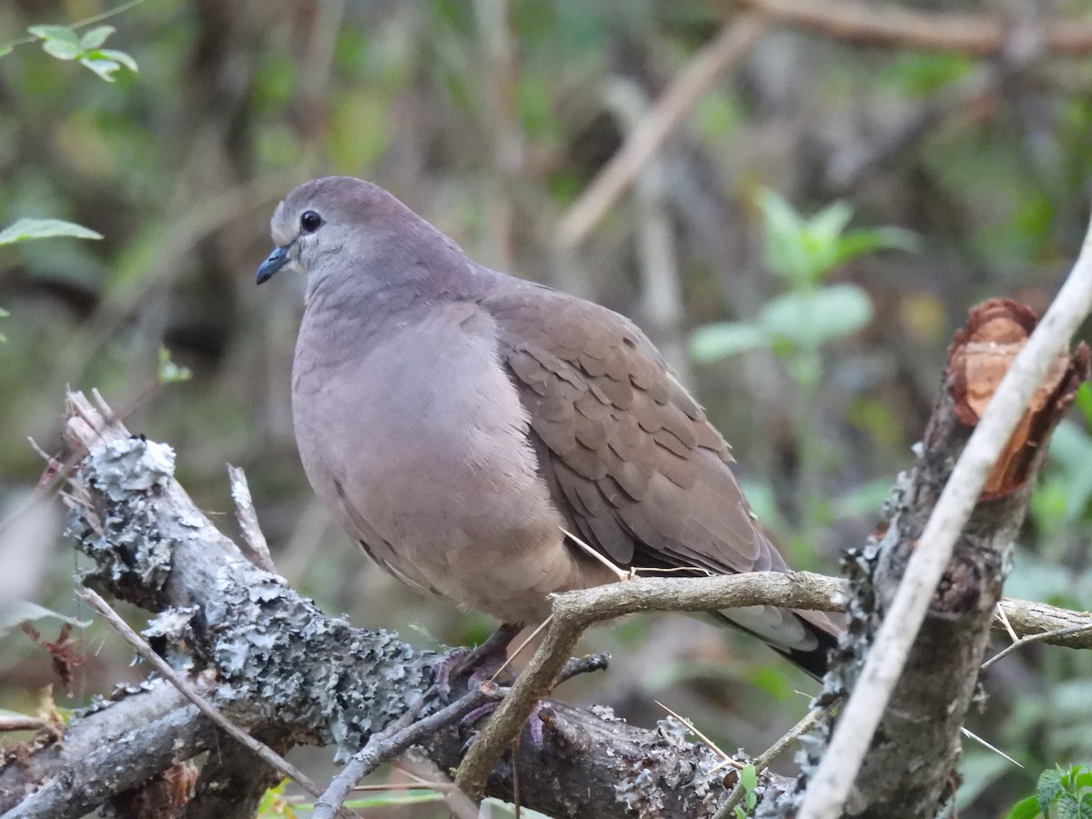 Large-tailed Dove - ML606354191