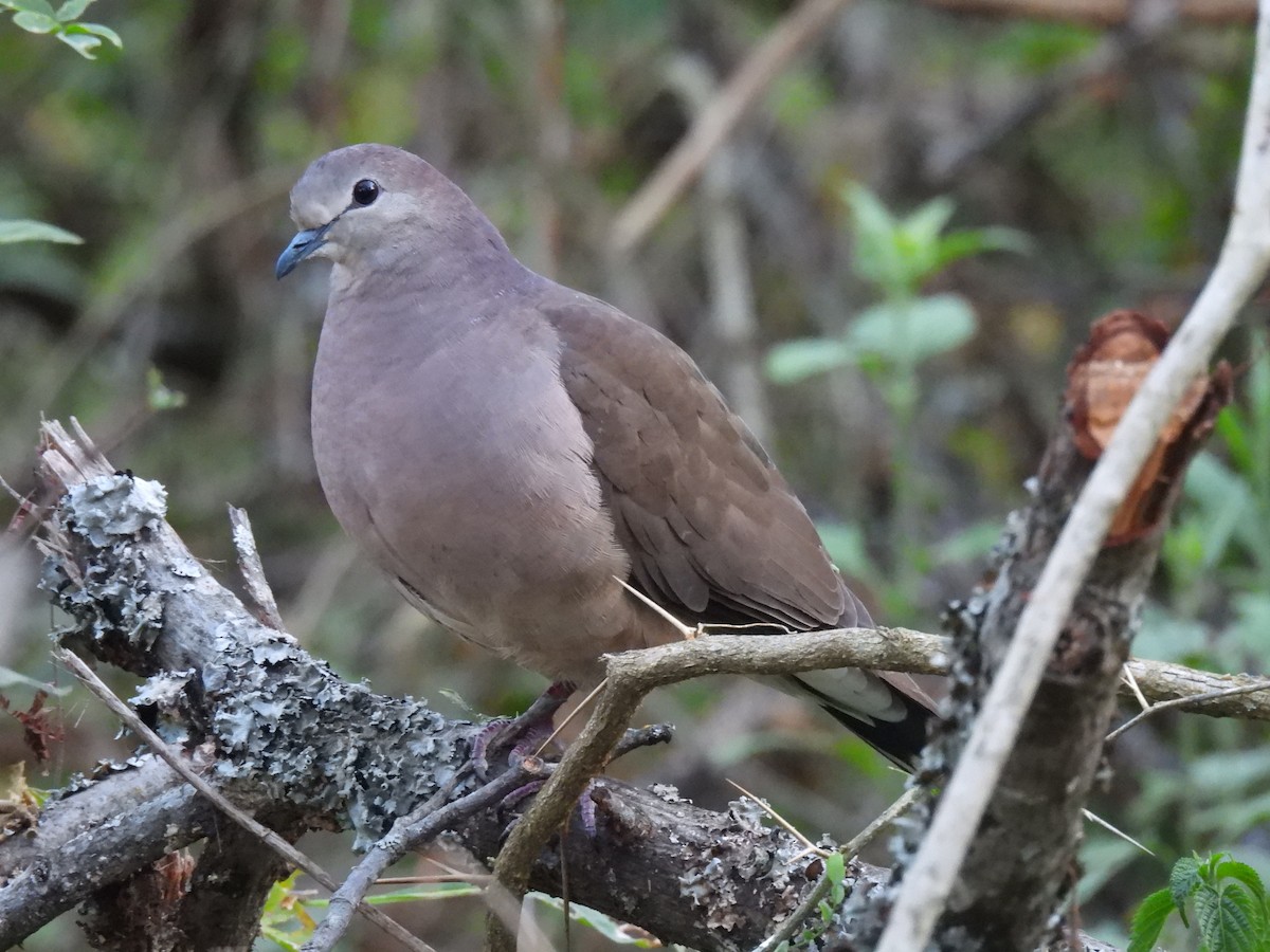 Large-tailed Dove - ML606354201