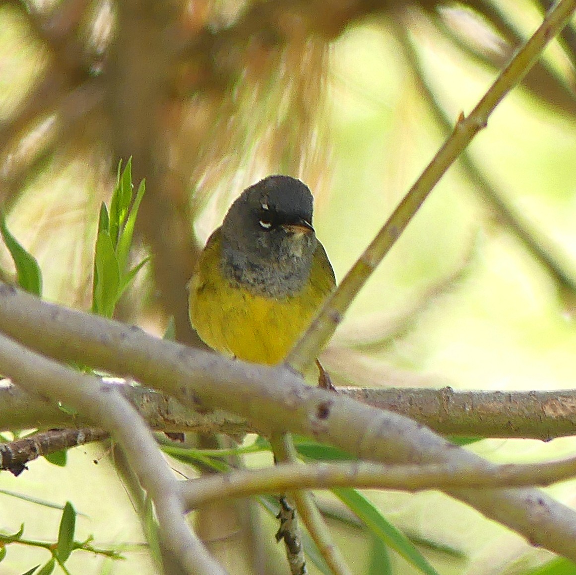 MacGillivray's Warbler - ML60635461