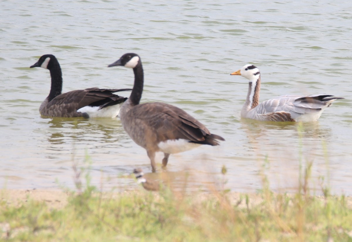 Bar-headed Goose - ML606355731