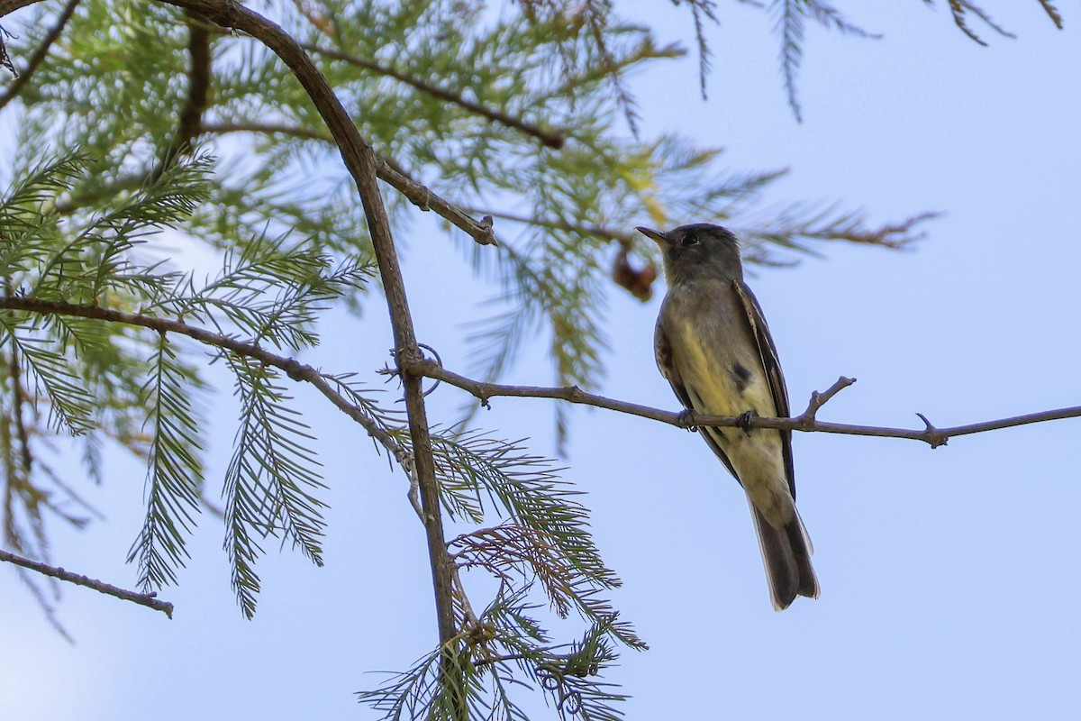 Olive-sided Flycatcher - Parker Marsh