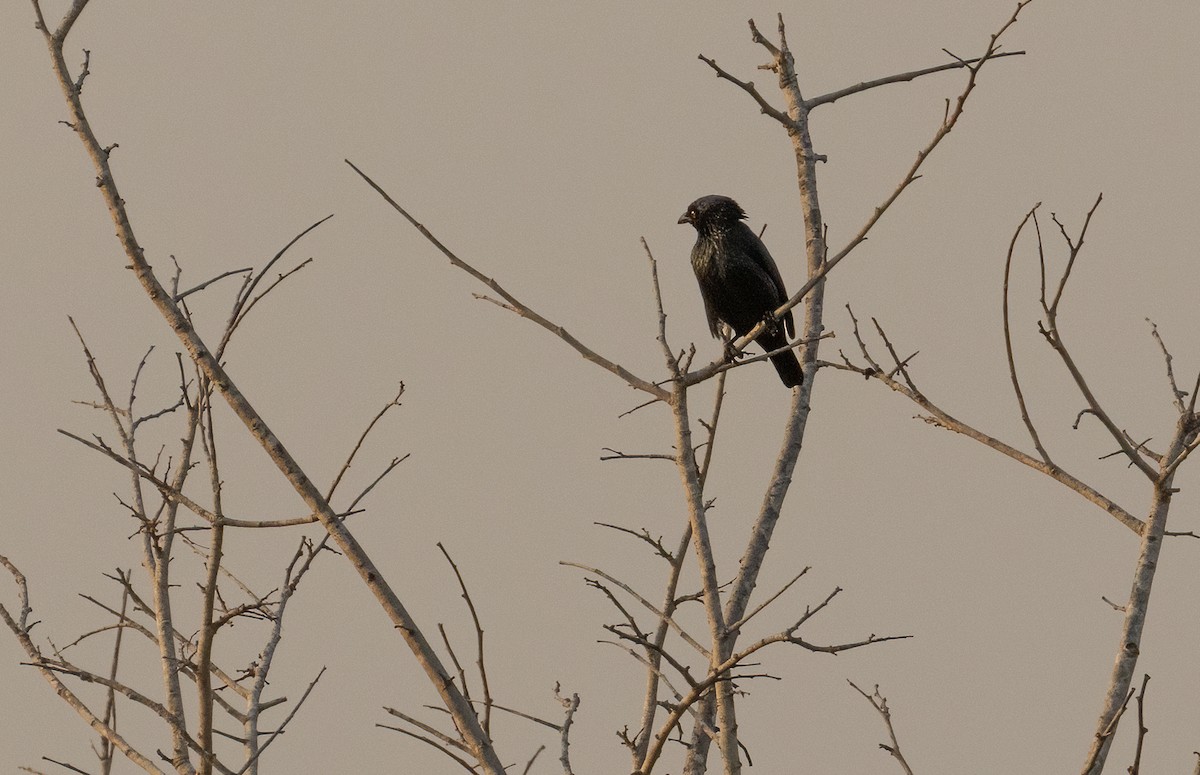 Singing Starling - ML606355781