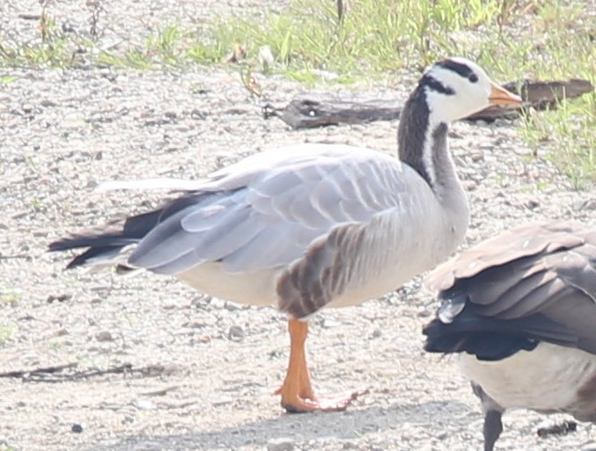 Bar-headed Goose - ML606355821