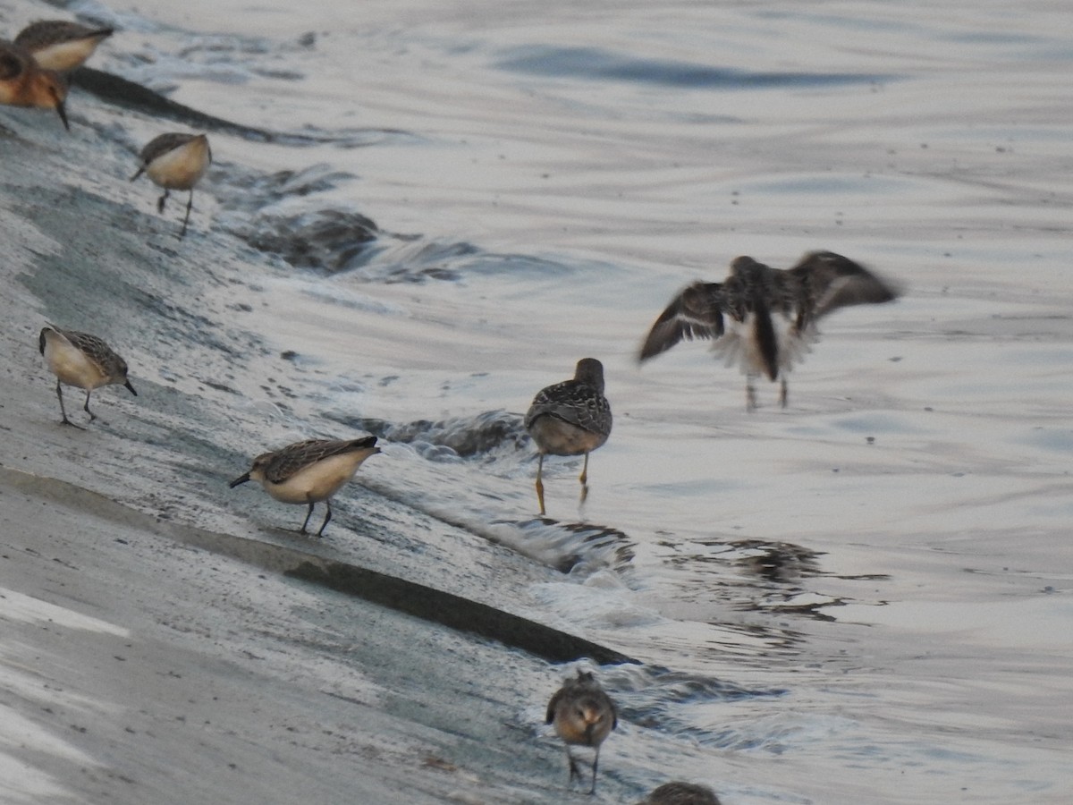 Semipalmated Sandpiper - ML606356111