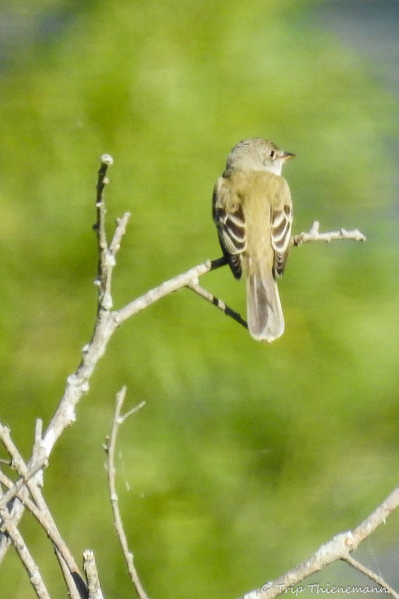 Willow Flycatcher - ML60635641