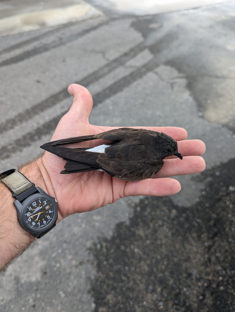 Wedge-rumped Storm-Petrel - Adam Otten