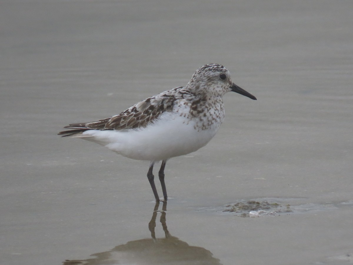 Гурвалж элсэг - ML606356631