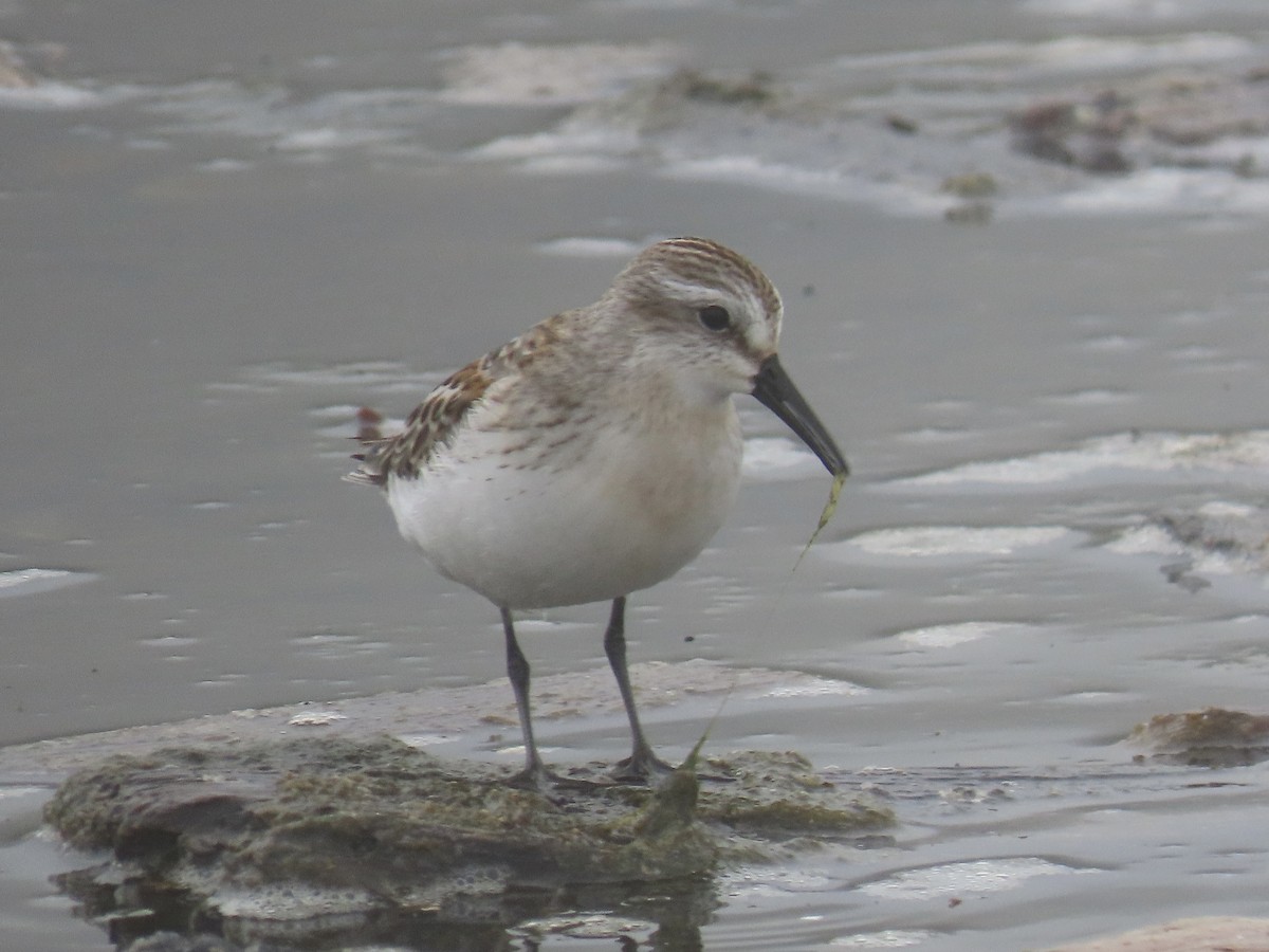 Western Sandpiper - ML606356801