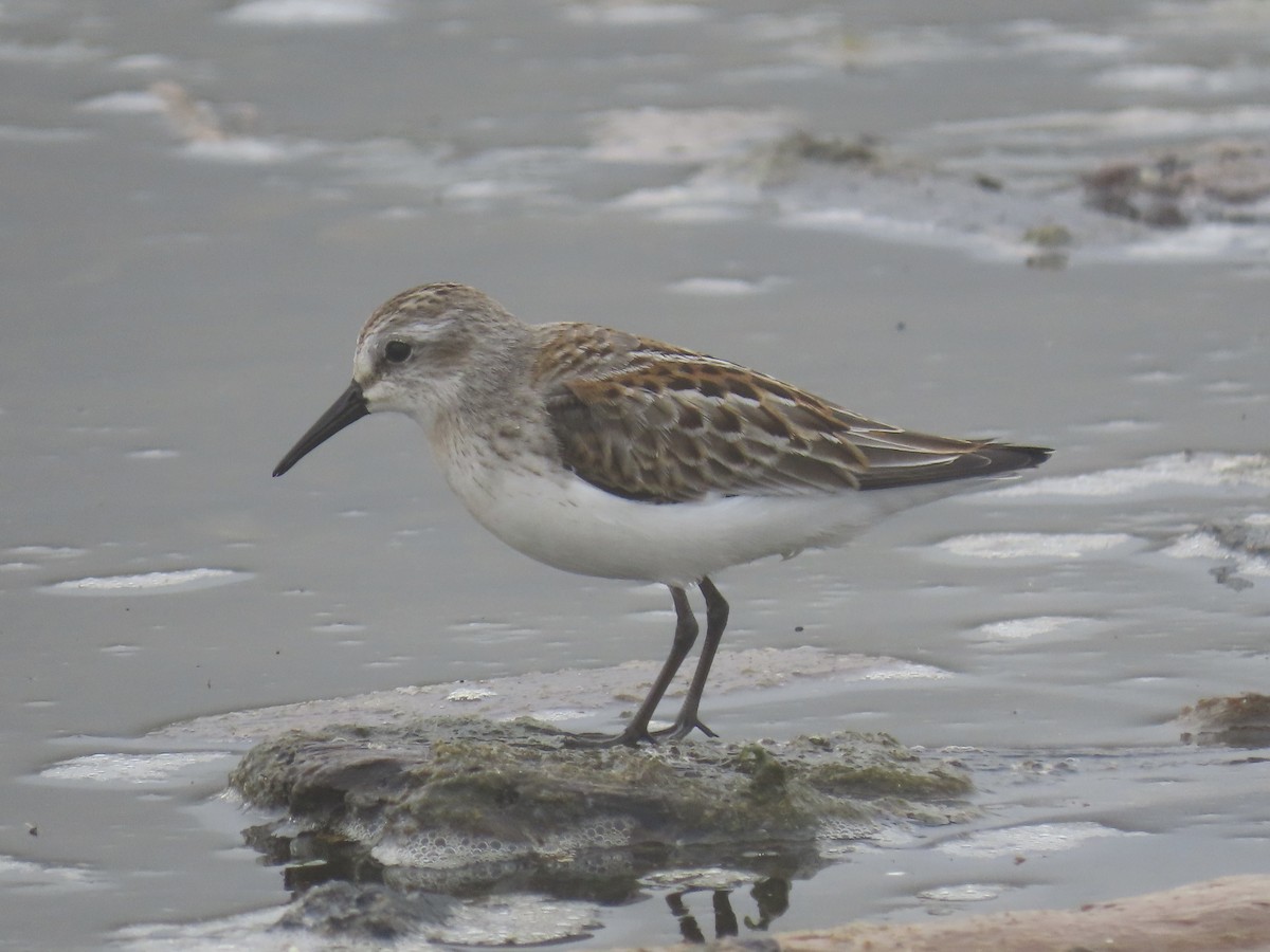 Western Sandpiper - ML606356821