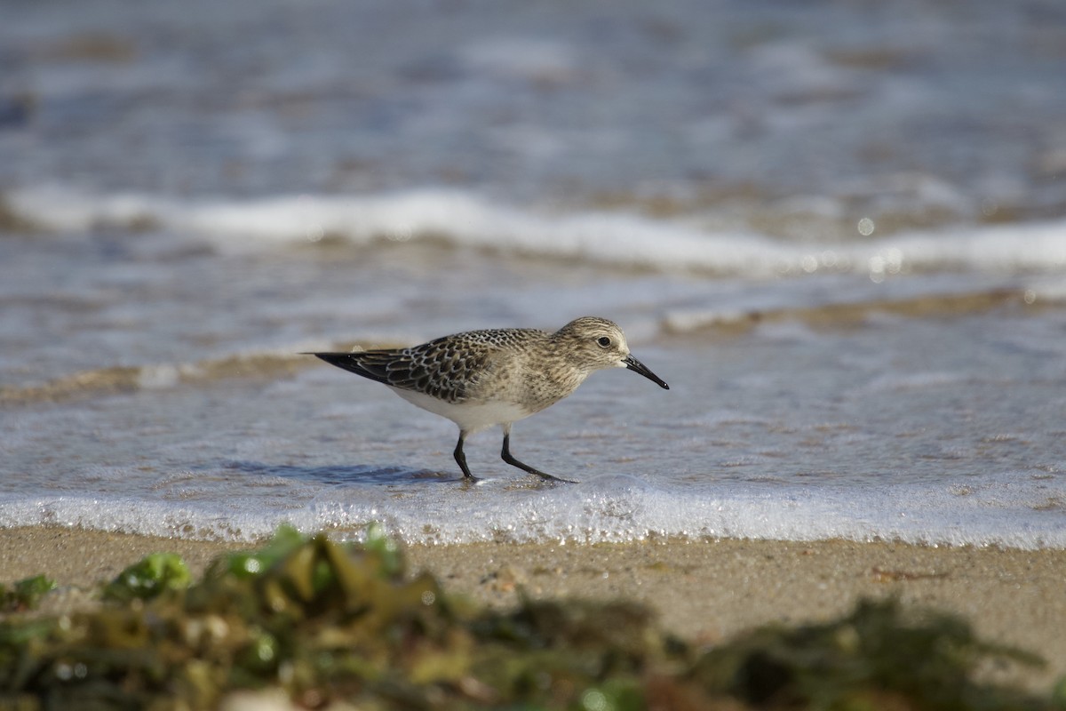 Baird's Sandpiper - Mary Keleher