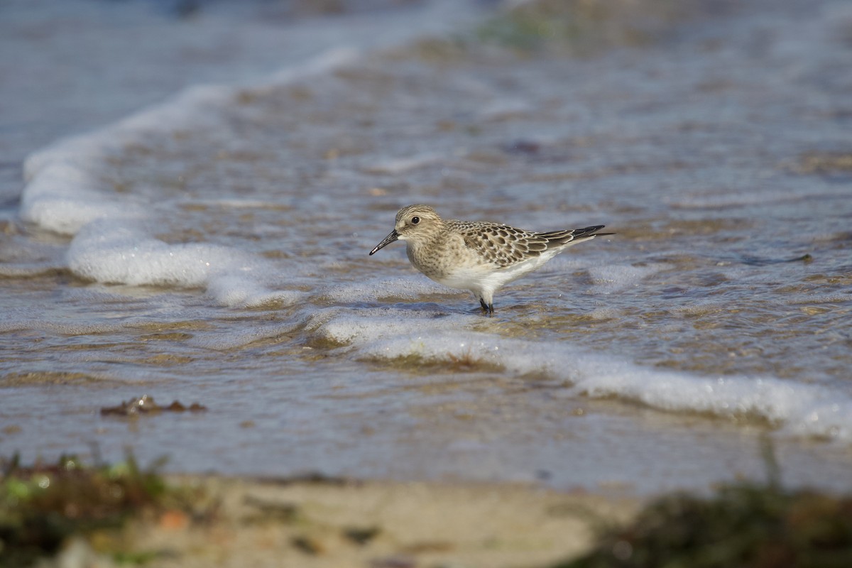 Baird's Sandpiper - Mary Keleher